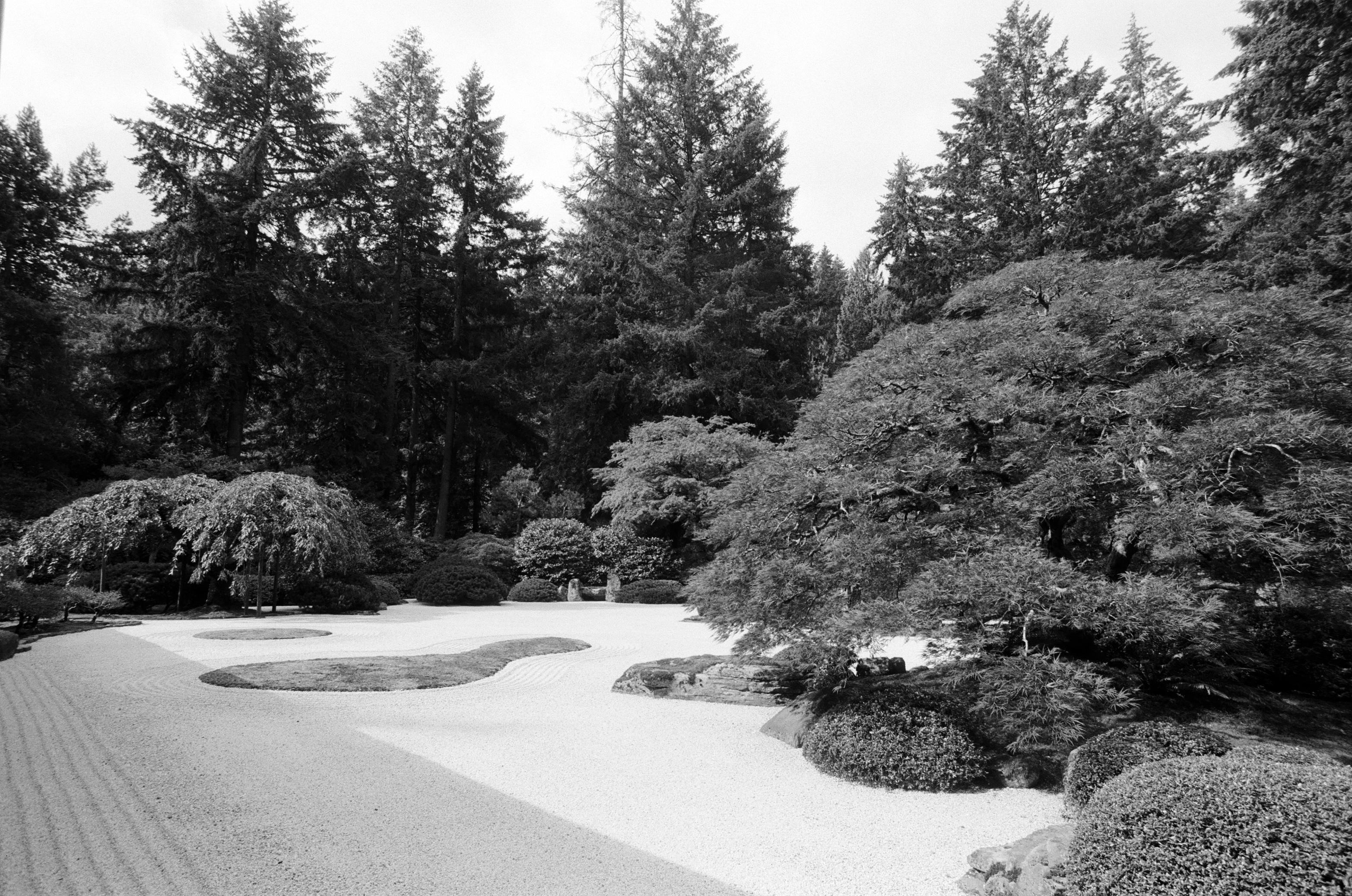 black and white photo of a rock garden in a forested area