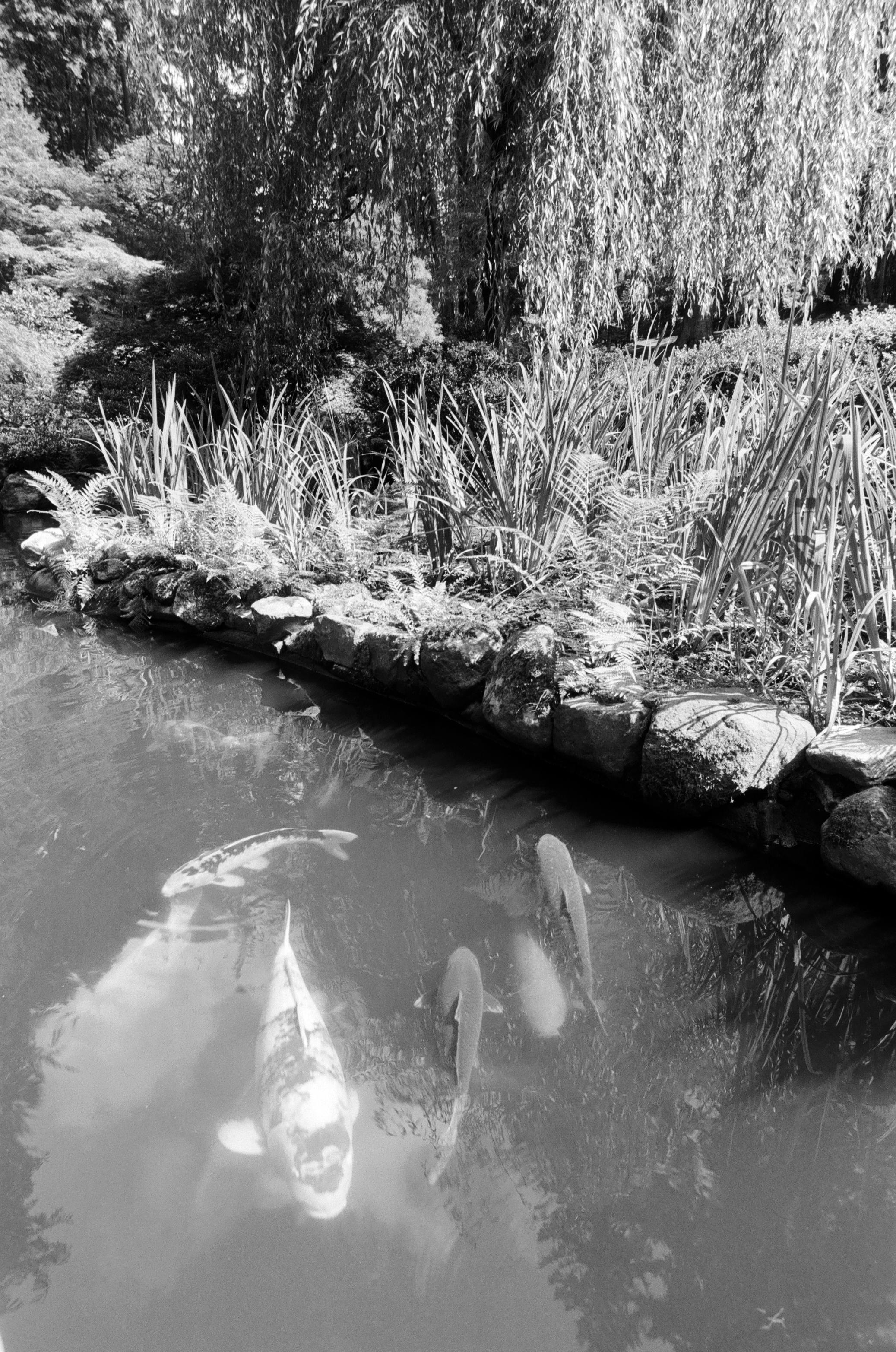 black and white photo of fish in a pond