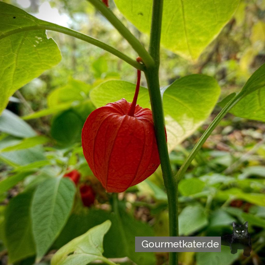 Herbstschönheit