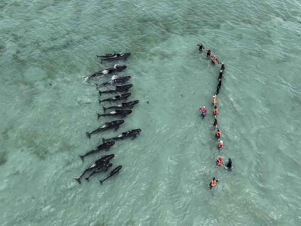 A human chain  to help prevent a mass stranding of pilot whales.