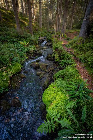 A lush, emerald-green forest cradles a lively mountain stream, its waters dancing over smooth, moss-covered rocks. Sunlight filters through the dense canopy, casting dappled patterns on the vibrant undergrowth, where ferns and thick moss thrive in the damp, cool air. The stream, clear and sparkling, meanders through the woodland, its gentle murmur blending with the rustling leaves and distant bird calls. Towering trees, their trunks wrapped in a tapestry of green and brown, stand as silent guar…