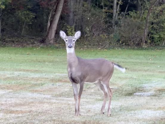 A deer standing in a grassy area with a wooded background. No visible text.