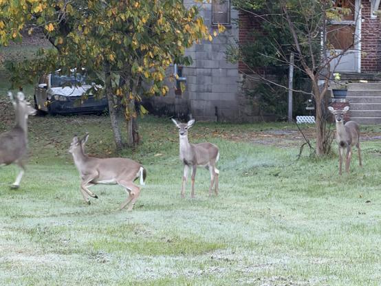 Four deer standing on a grassy area with a brick house and a tree in the background. There is no visible text in the image.