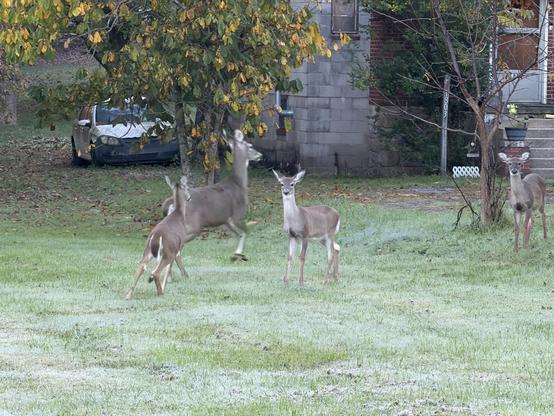 A group of deer, including a fawn, are standing on a grassy area near a house. The scene includes a parked car and a tree with yellow leaves.