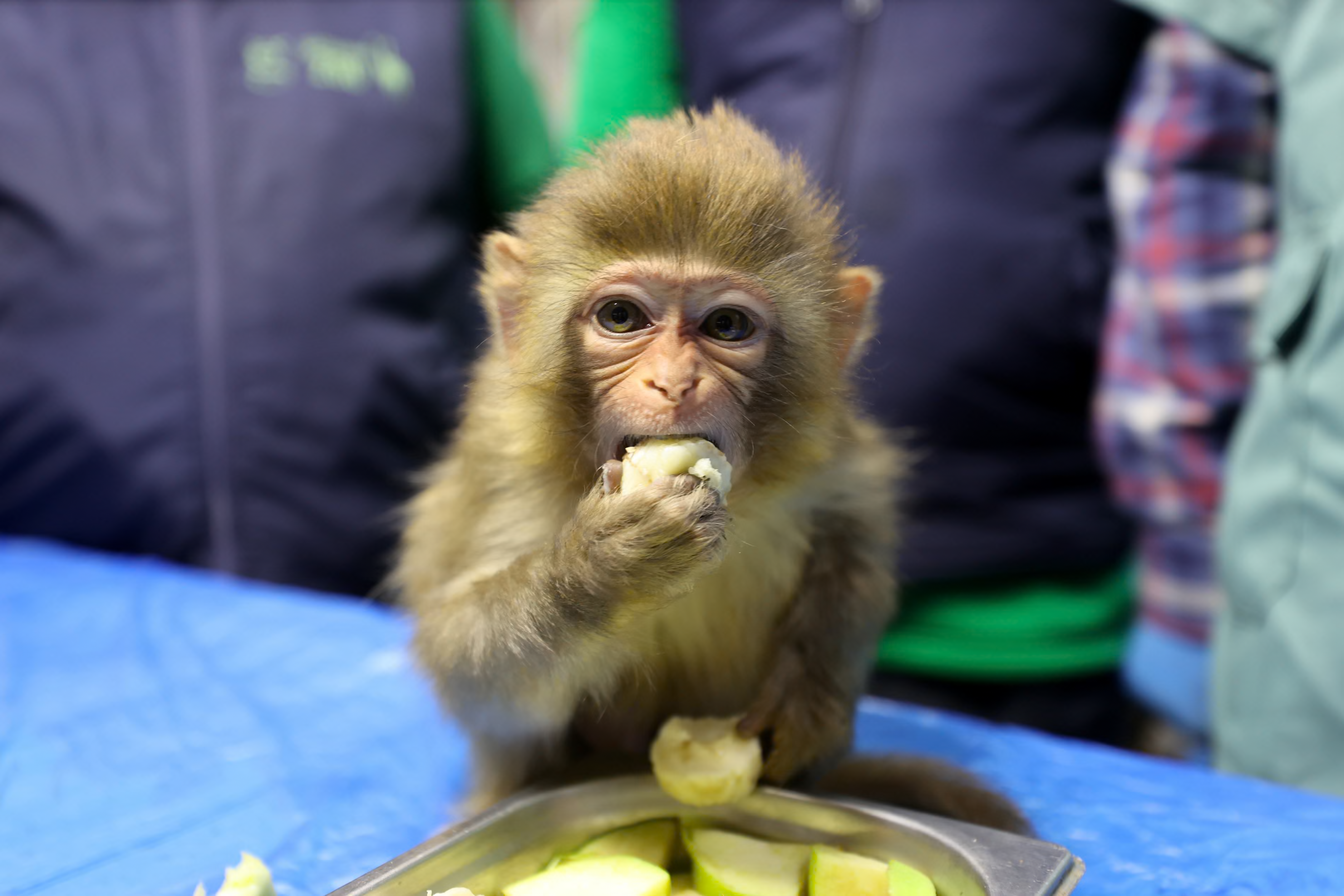A three-month-old male macaque monkey.