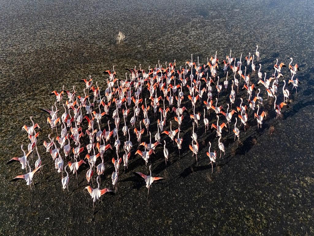 A flock of flamingos spread their wings at Duden lake.