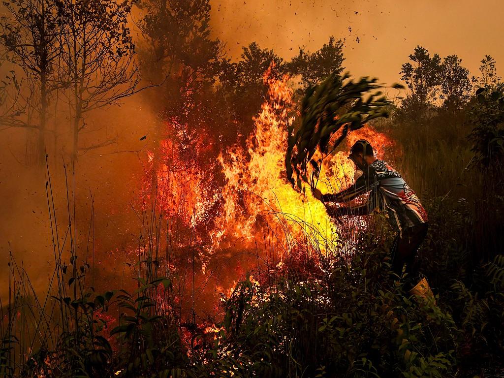 A man uses a tree branch to try to extinguish a peatland fire.
