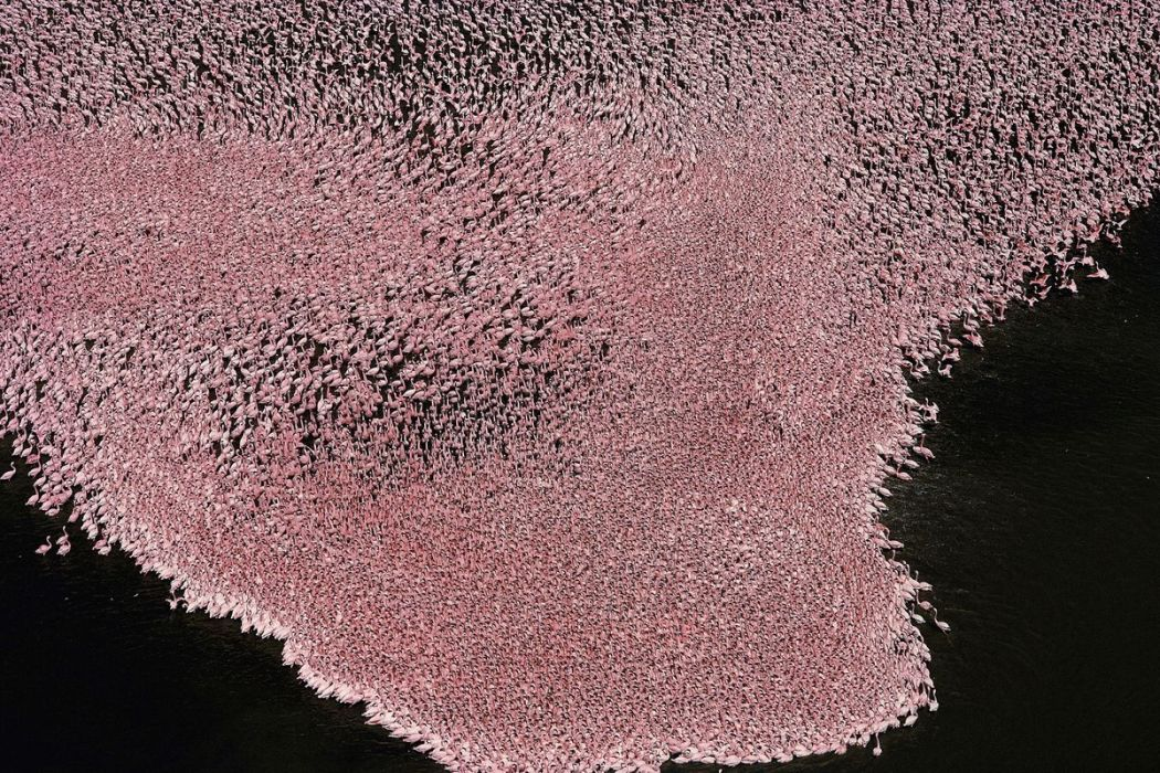 Lake Nakuru has a surface area of 17 square miles (44 square kilometers) and covers a third of the national park of the same name created in 1968. It is home to over 400 species of birds including Lesser Flamingos (Phoeniconaias minor) and Greater Flamingos (Phoenicopterus ruber) of which there are 1.4 million on the site. Like other alkaline lakes along the Rift Valley, its location on a permeable volcanic substrate, its low water supply, its intense evaporation and its average depth of 3 feet (1 meter) explains the high sodium carbonate levels. These alkaline waters encourage the proliferation of blue-green algae, microorganisms and small crustaceans that make up most of what flamingos eat. However, the region’s deforestation, chemical products used in the adjacent fields and waste water from the nearby town of Nakuru, have gradually deteriorated the quality of the water to the detriment of the plant life, wildlife and neighboring population. Since 1990, Lake Nakuru has been consider