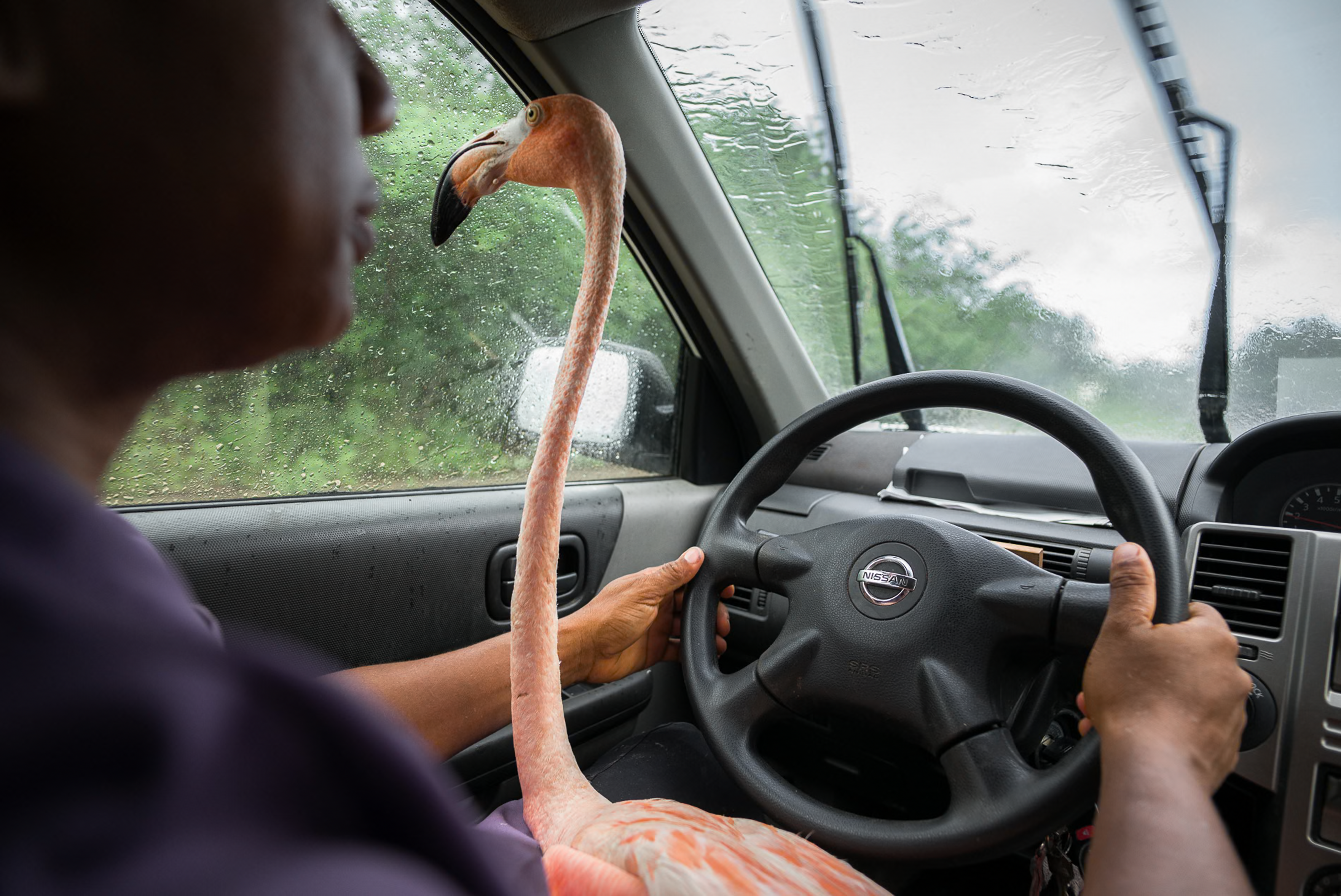 A pink flamingo in a driver's lap.