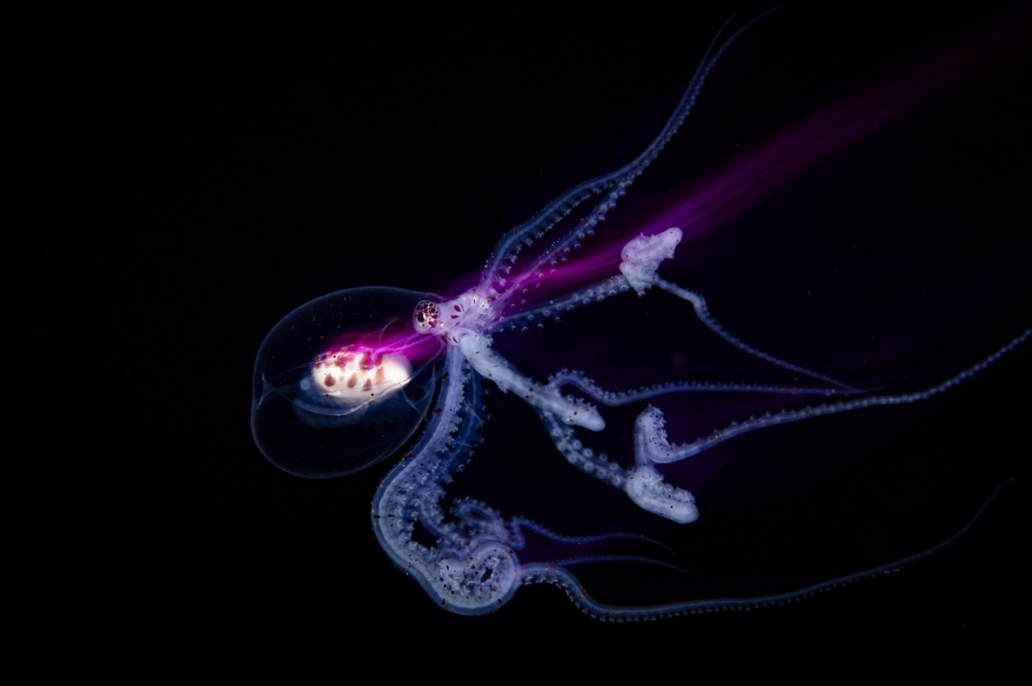 A Wunderpus octopus larva drifts through the darkness of the open ocean