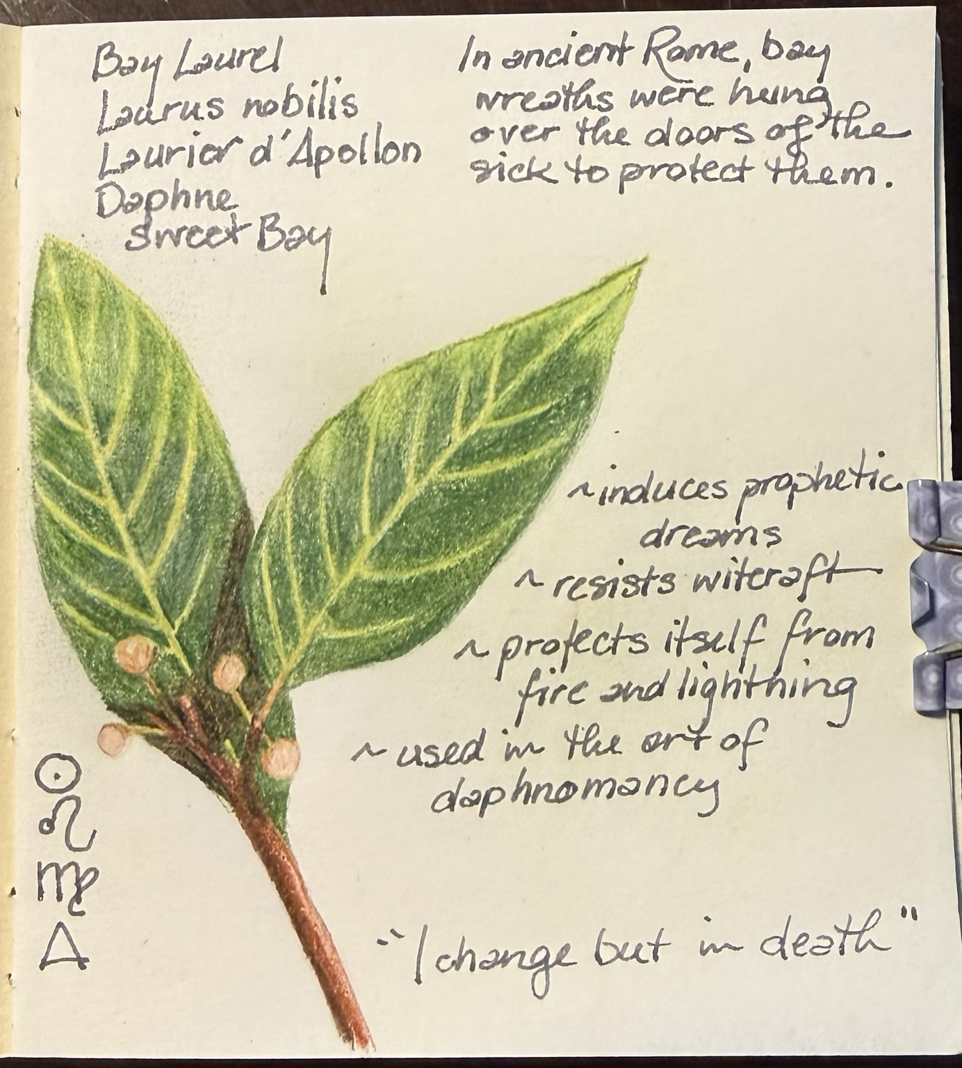 A colored pencil sketch of a drip of bay laurel with two leaves and four small berries. Text around the sketch reads: Bay Laurel, Laurus nobilis, Laurier d’Apollon, Daphne, Sweet Bay; in Ancient Rome bay wreaths were hung over the doors of the sick to protect them; induces prophetic dreams; resists witchcraft; protects itself from fire and lightning; used in the art of daphnomancy; “I change but in death.” The symbols for the Sun, the signs of Leo and Virgo, and the element of fire are in the lo